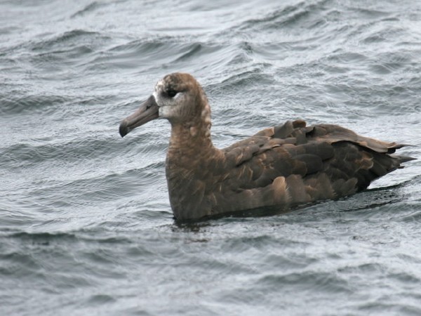 Black-footed Albatross